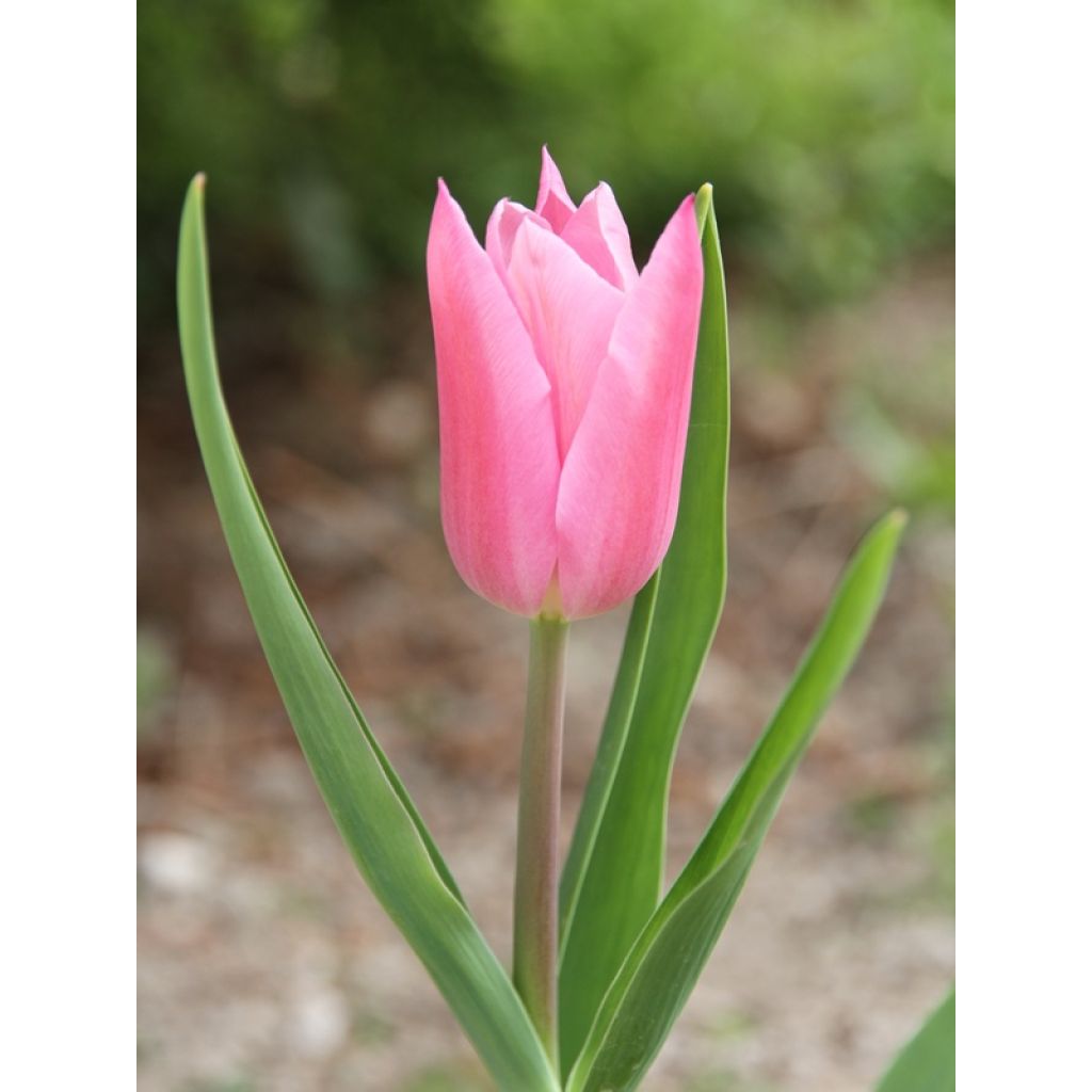 Tulipano Giglio China Pink