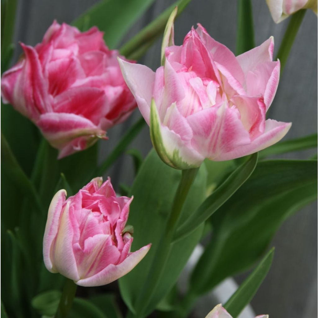 Tulipano Peach Blossom