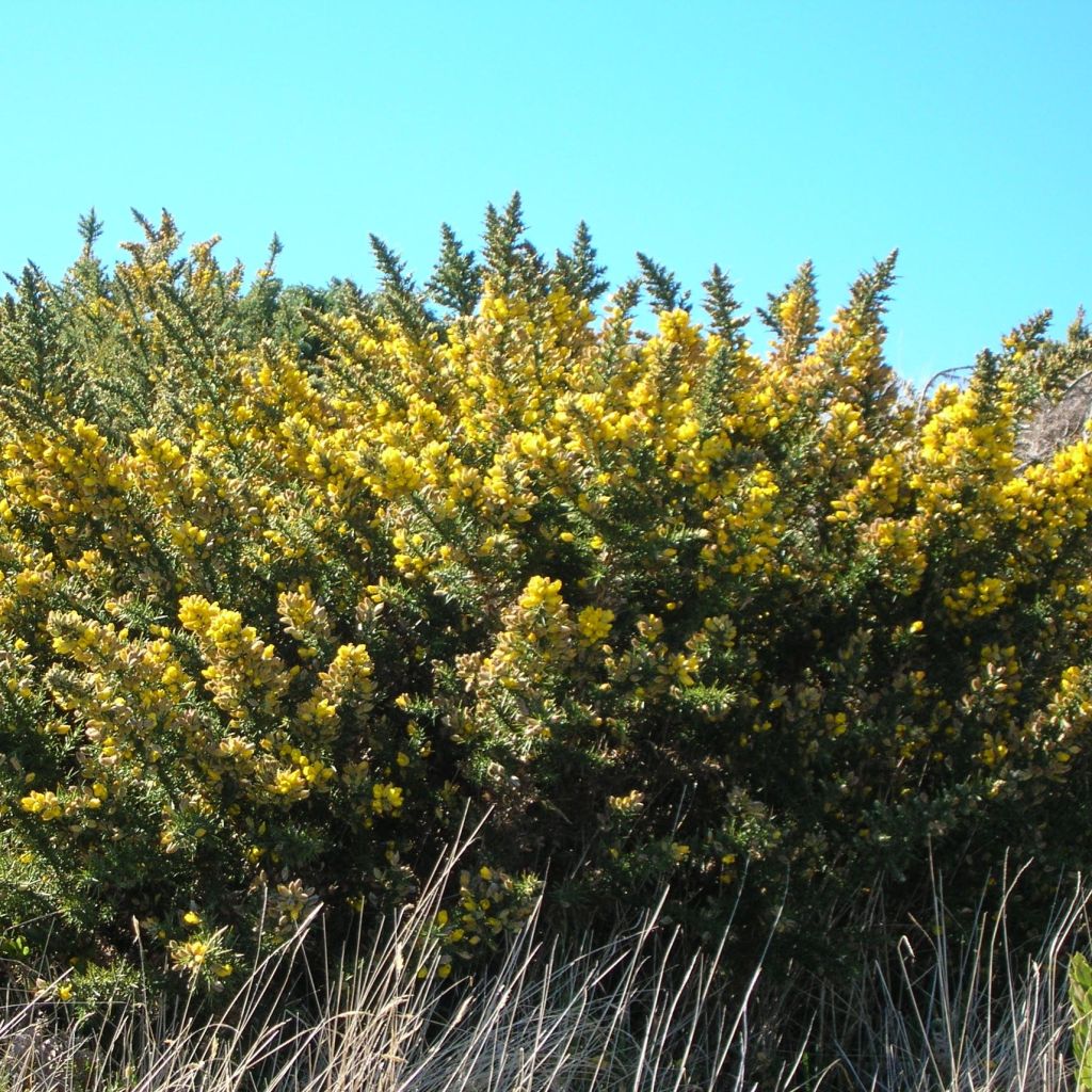 Ulex europaeus - Ginestrone