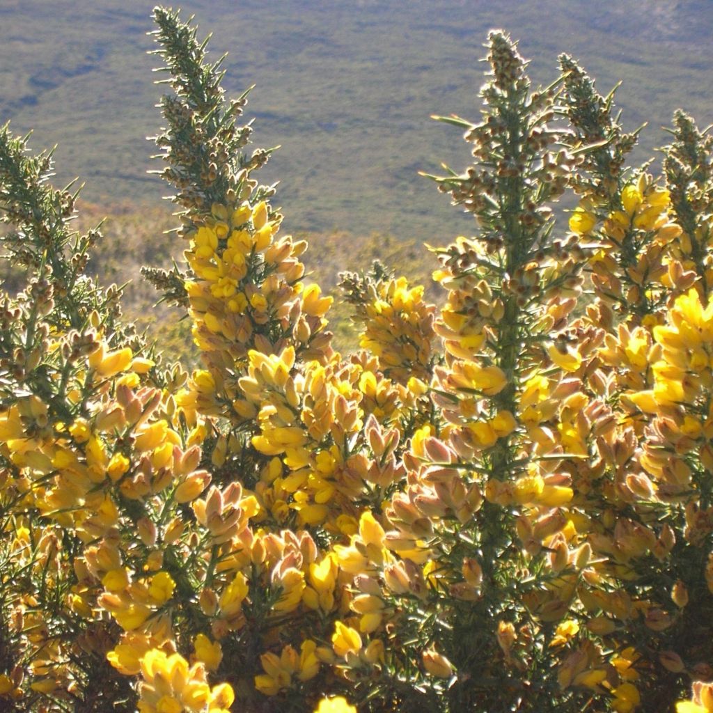 Ulex europaeus - Ginestrone