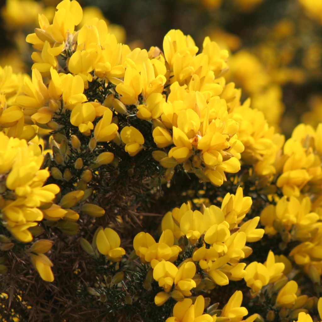 Ulex europaeus - Ginestrone