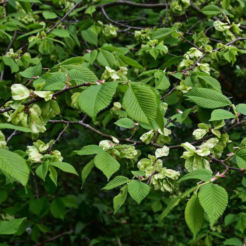 Ulmus glabra - Olmo di montagna