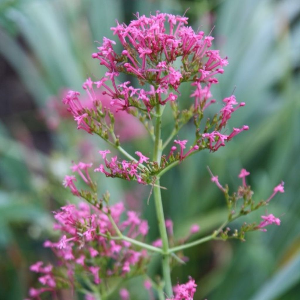 Centranthus ruber - Valeriana rossa