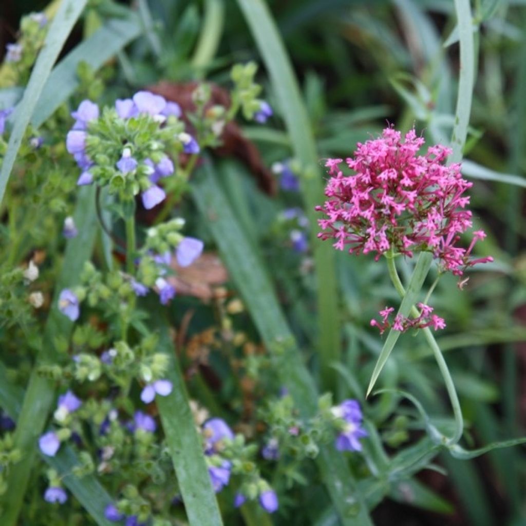 Centranthus ruber - Valeriana rossa