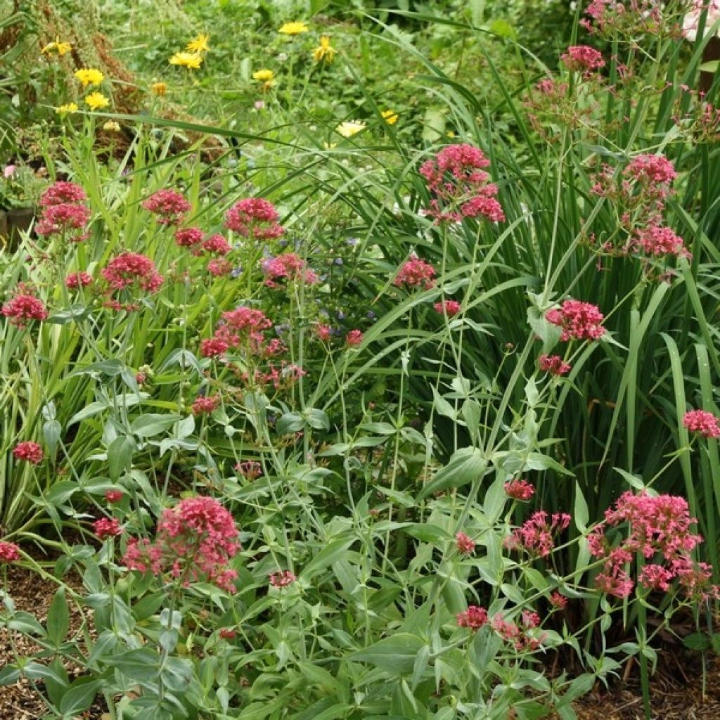 Centranthus ruber - Valeriana rossa