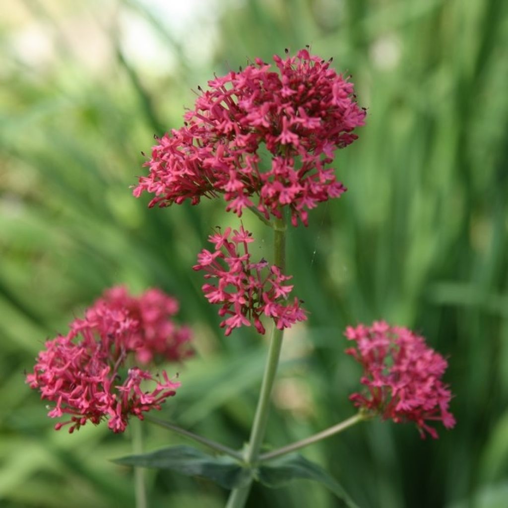 Centranthus ruber - Valeriana rossa