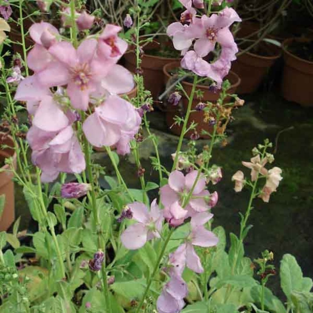 Verbascum Hybride Rosie