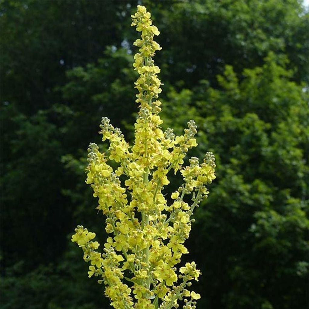 Verbascum olympicum - Verbasco