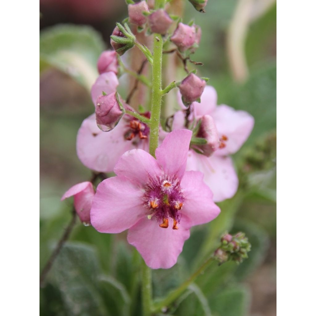 Verbascum Rosie - Verbasco