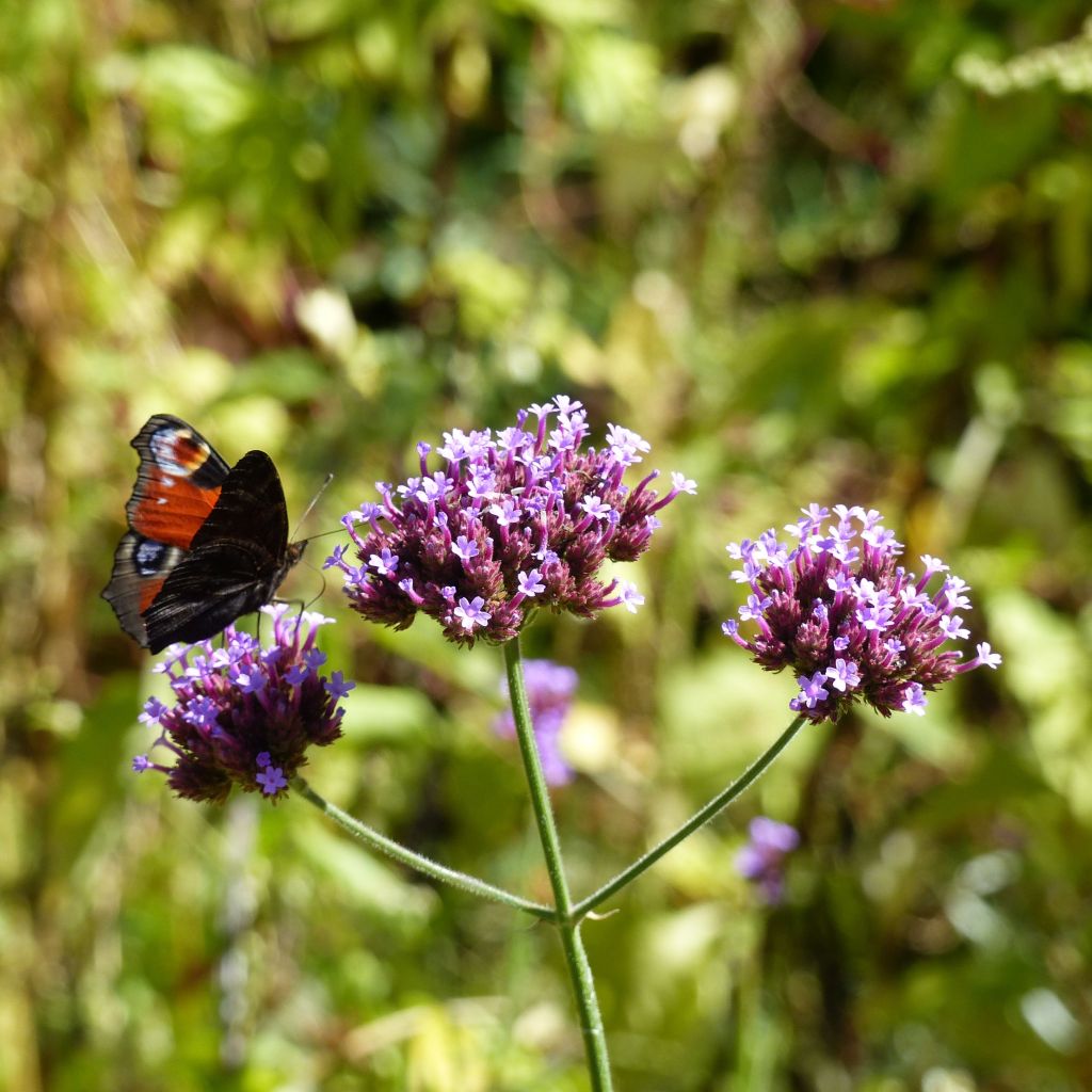 Verbena bonariensis - Verbena di Buenos Aires