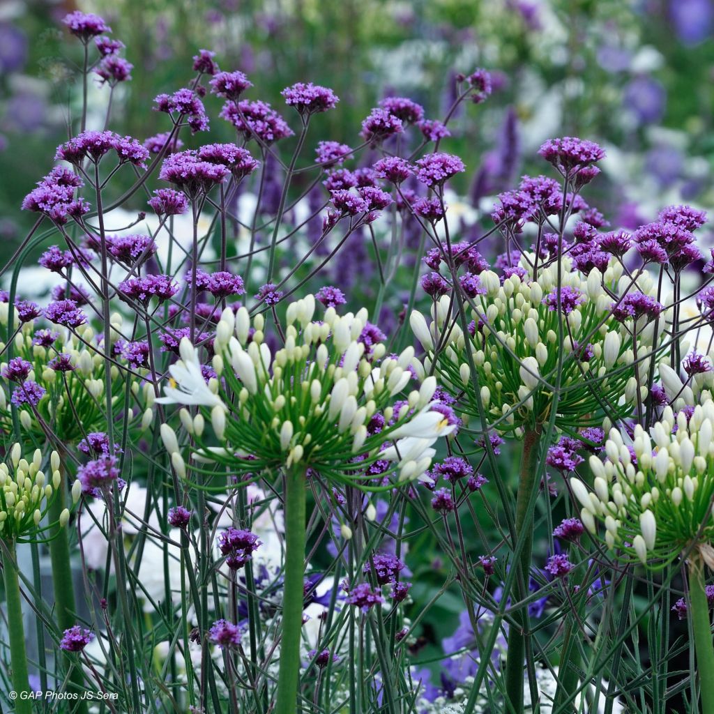 Verbena bonariensis - Verbena di Buenos Aires