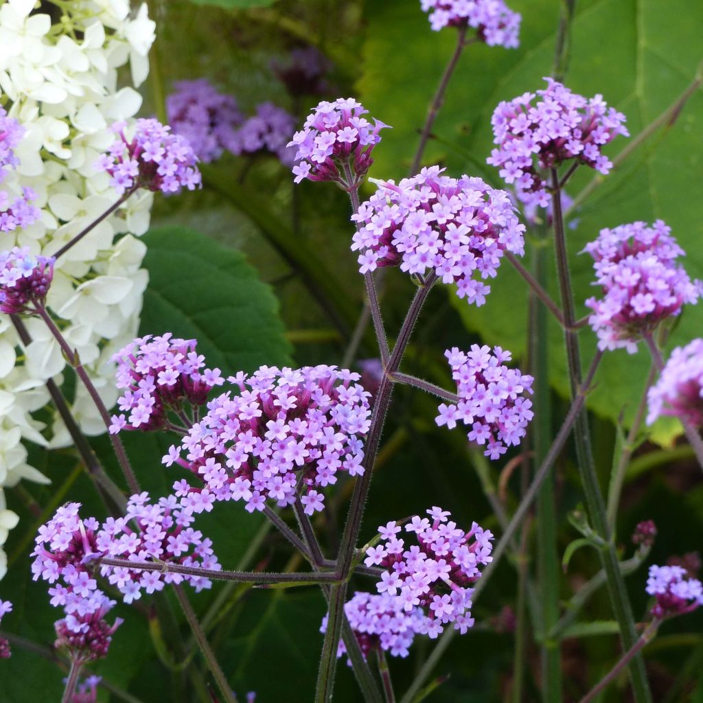 Verbena bonariensis - Verbena di Buenos Aires