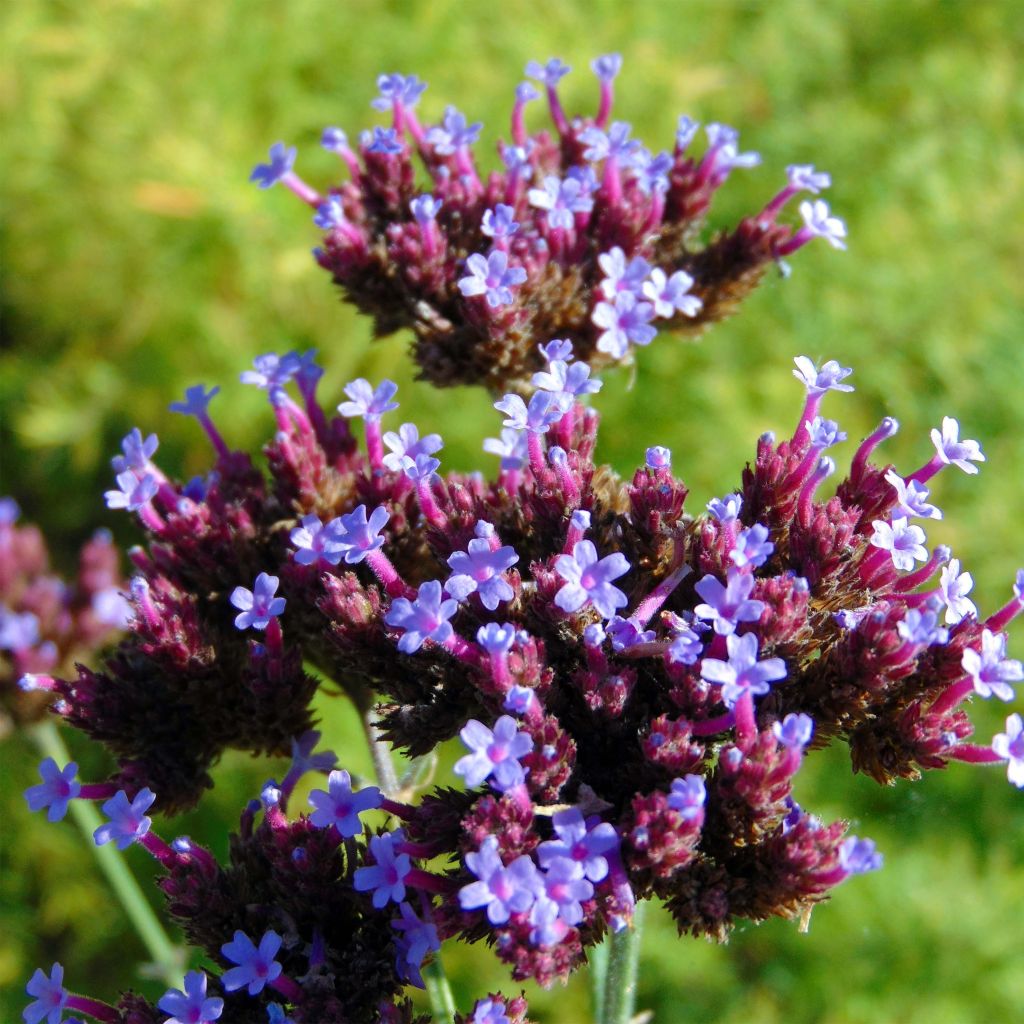 Verbena bonariensis - Verbena di Buenos Aires