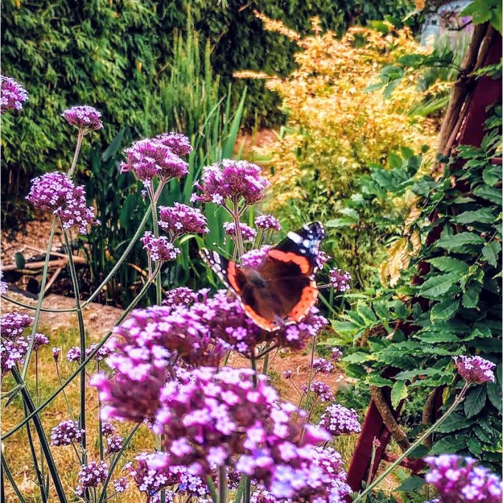 Verbena bonariensis - Verbena di Buenos Aires