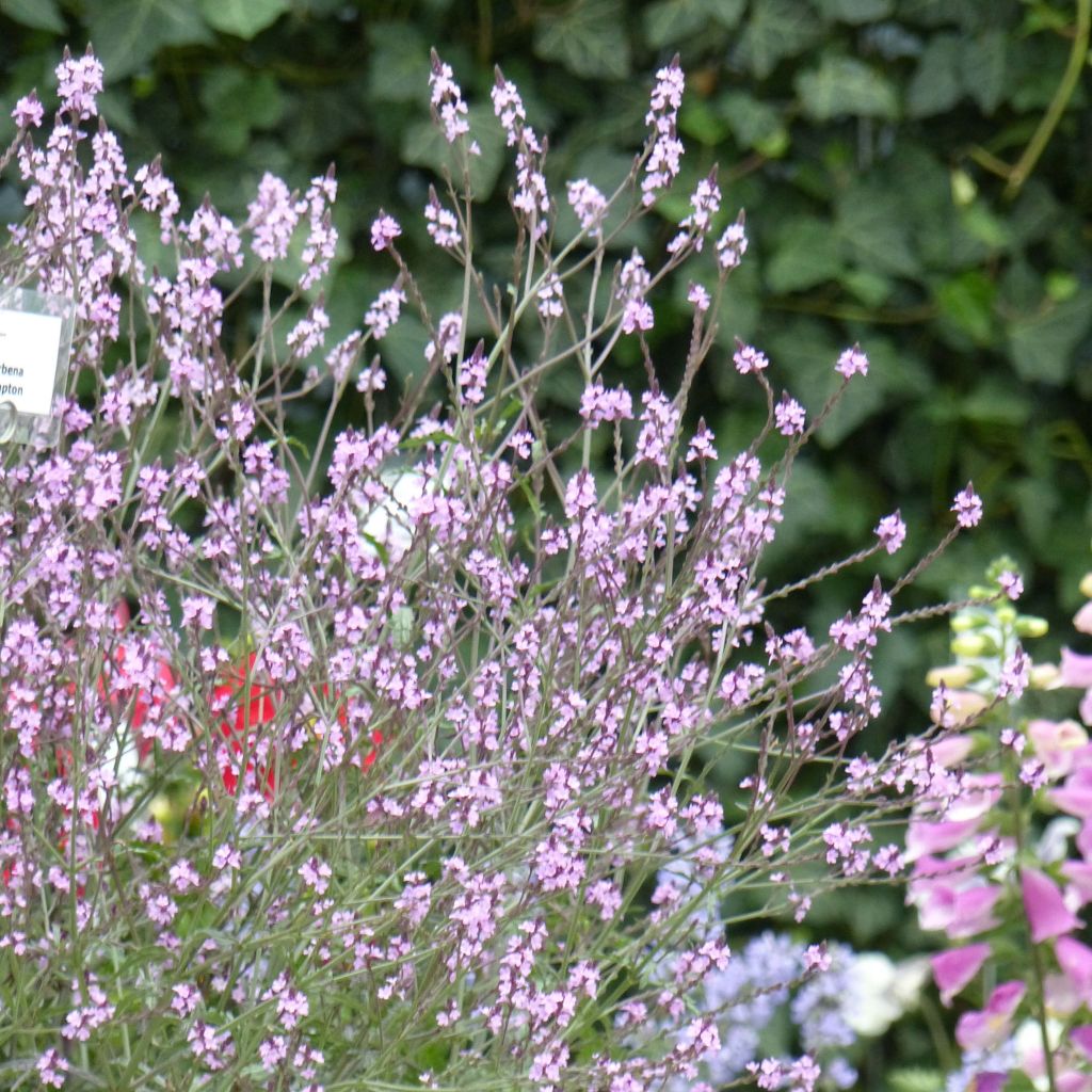 Verbena officinalis Bampton - Verbena comune