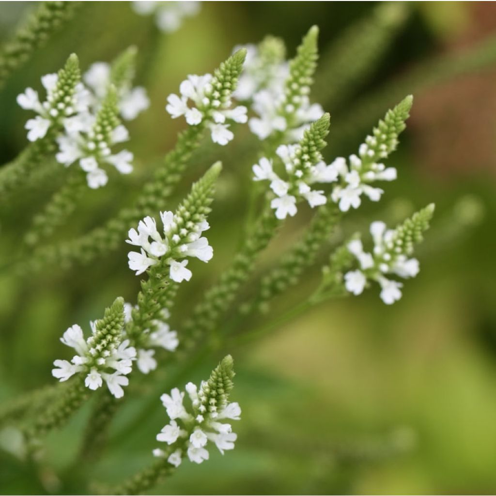 Verbena hastata Alba