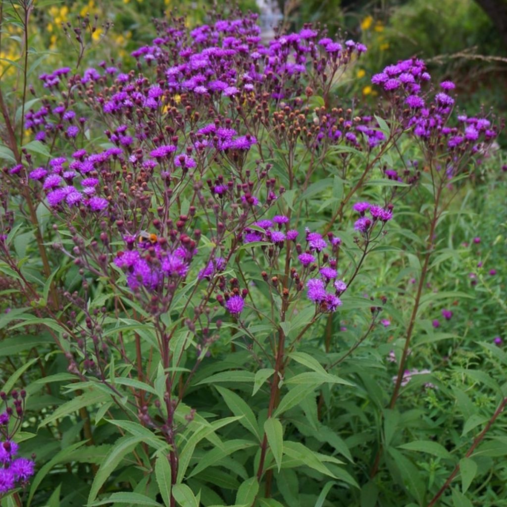 Vernonia arkansana