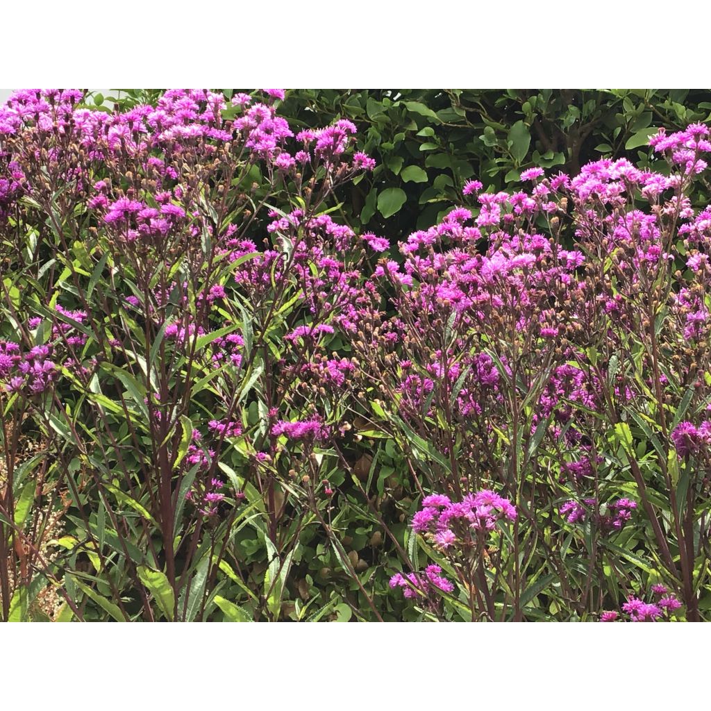 Vernonia crinita Mammuth