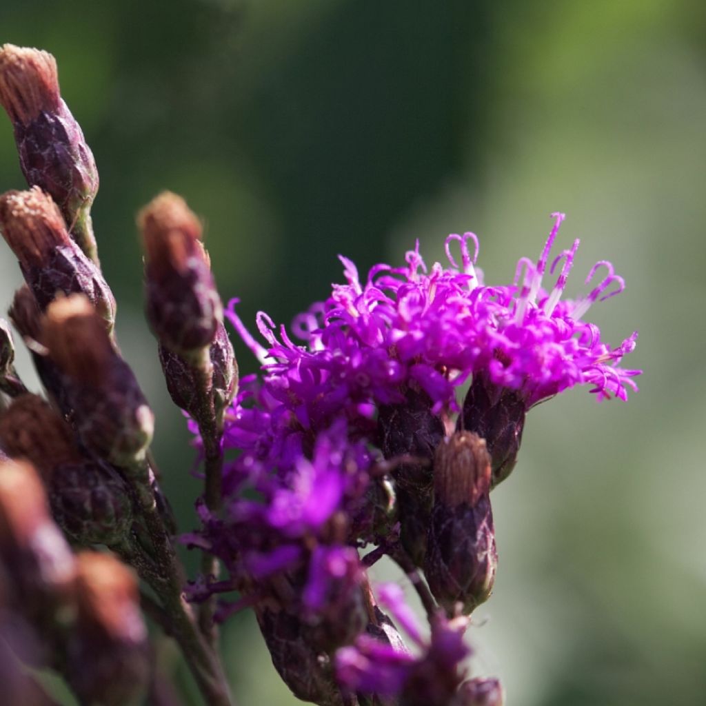 Vernonia gigantea - Vernonie géante 