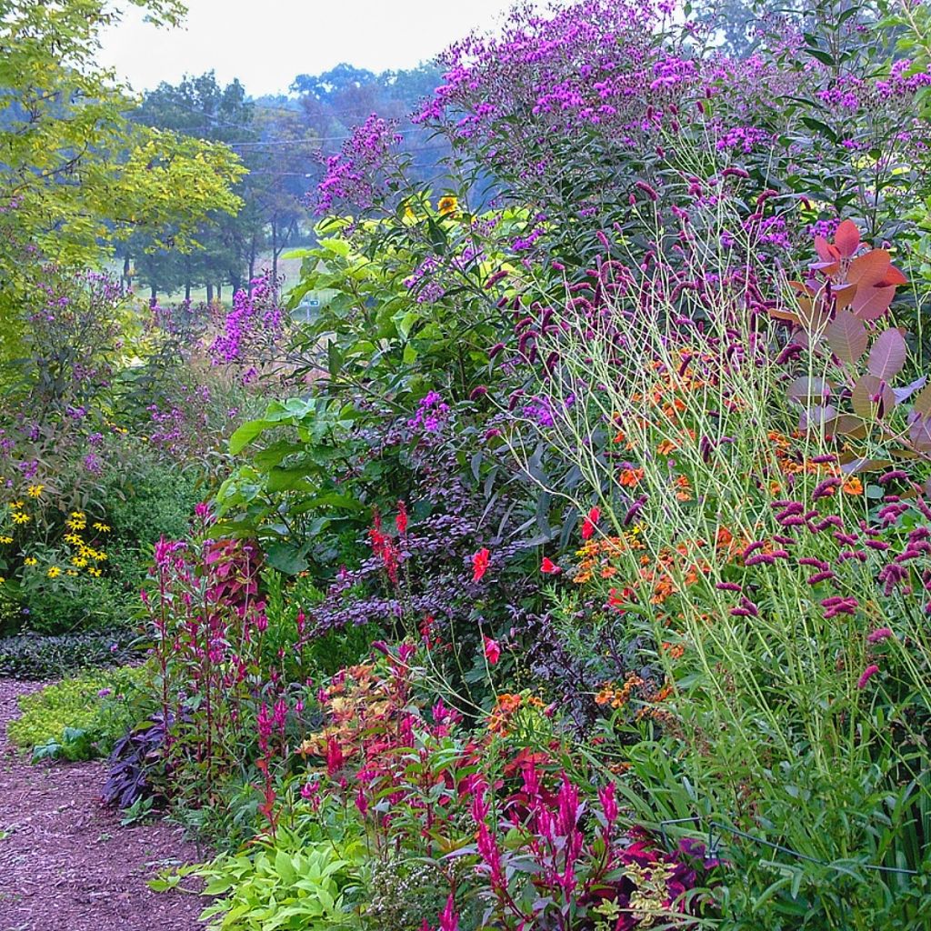 Vernonia gigantea - Vernonie géante 