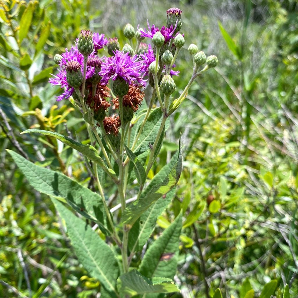 Vernonia gigantea - Vernonie géante 