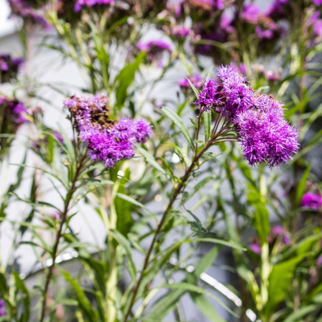 Vernonia lettermannii