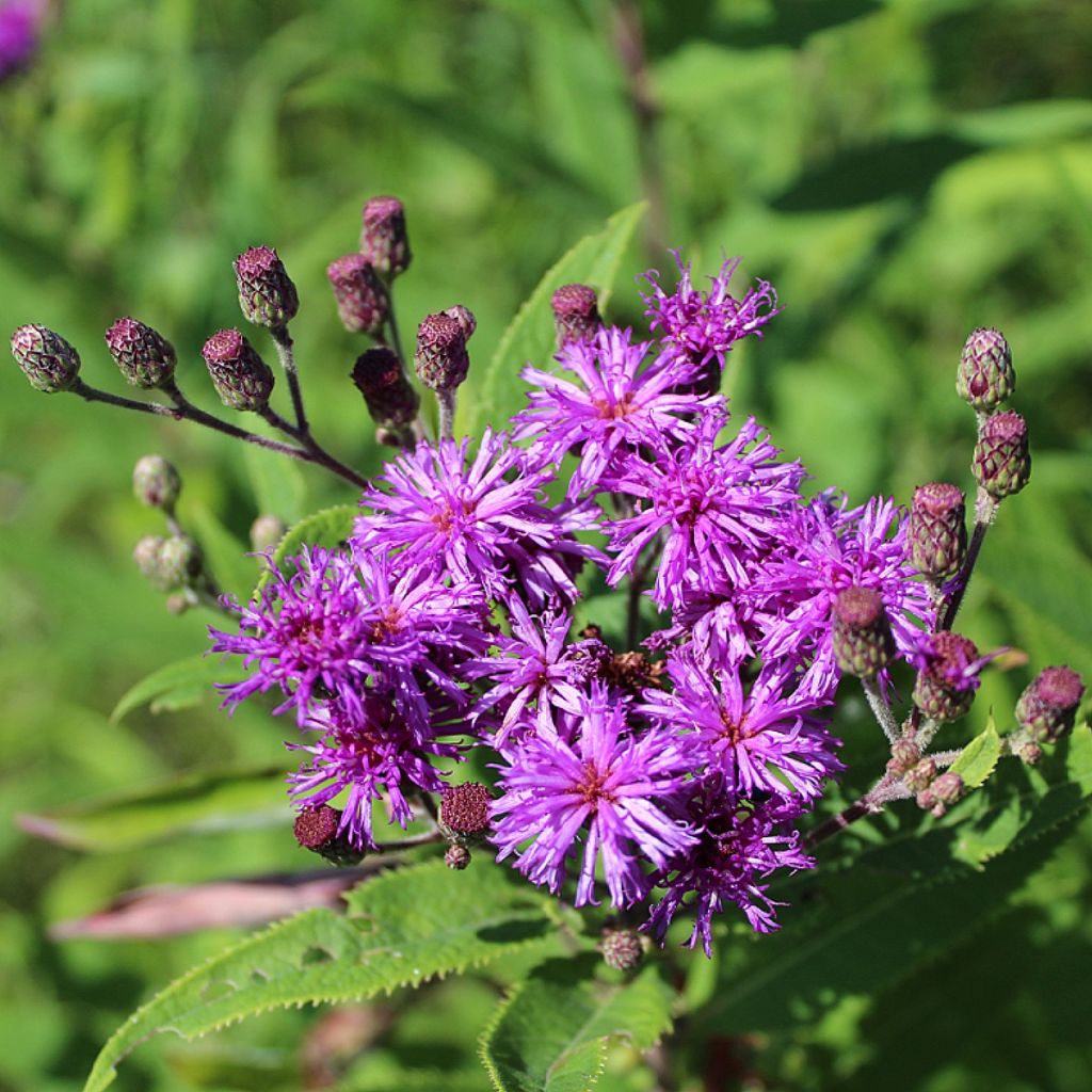 Vernonia missurica