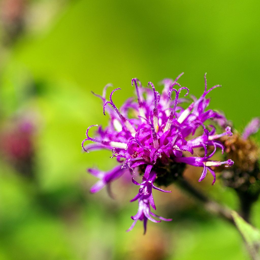 Vernonia missurica