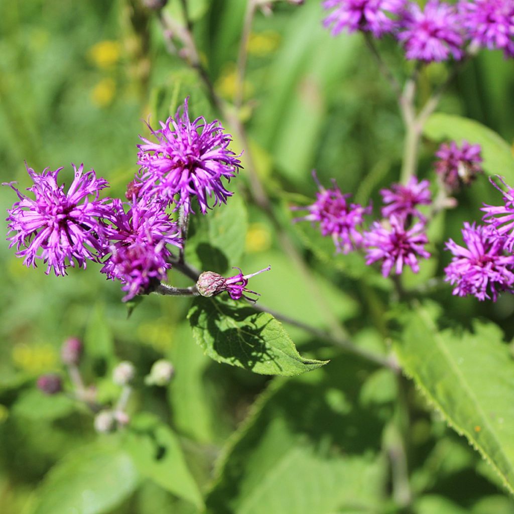 Vernonia missurica