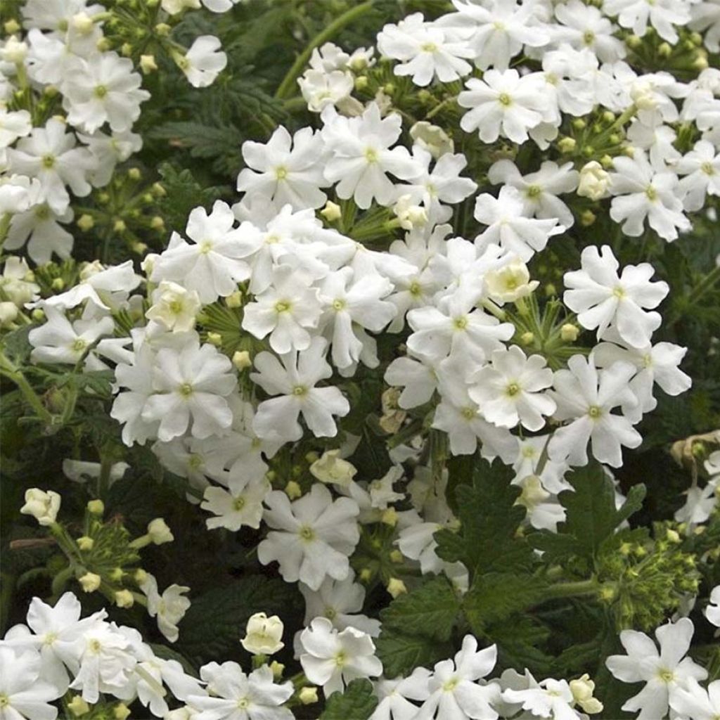 Verbena Virgo White