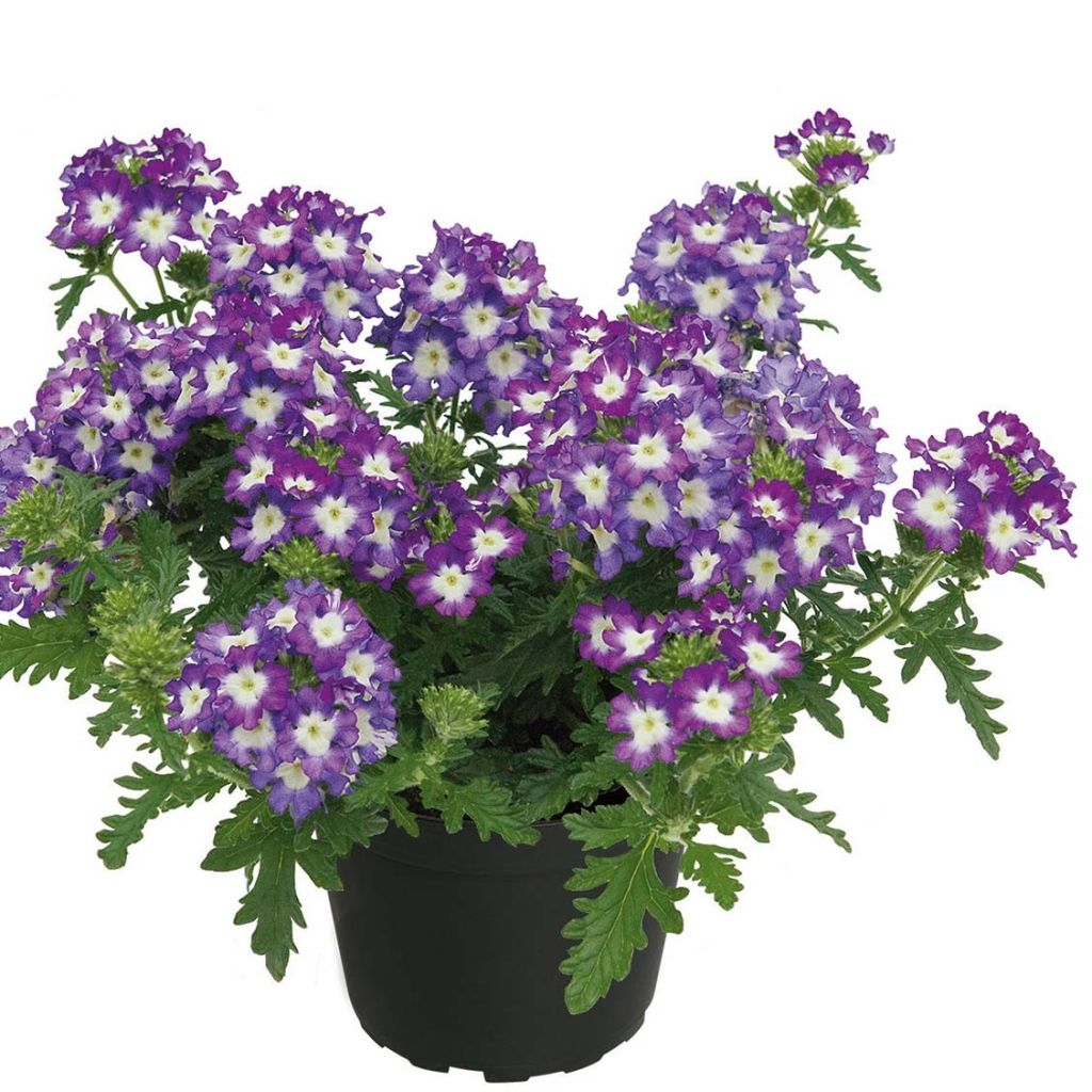 Verbena Lavender White