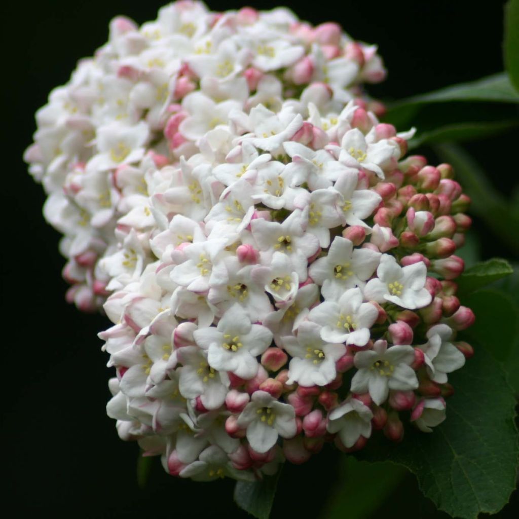 Viburnum carlcephalum