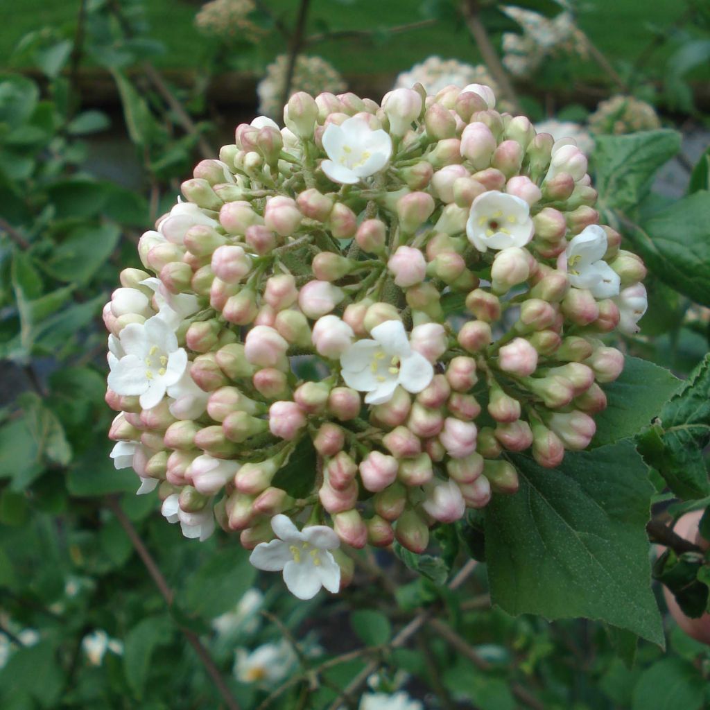 Viburnum carlcephalum