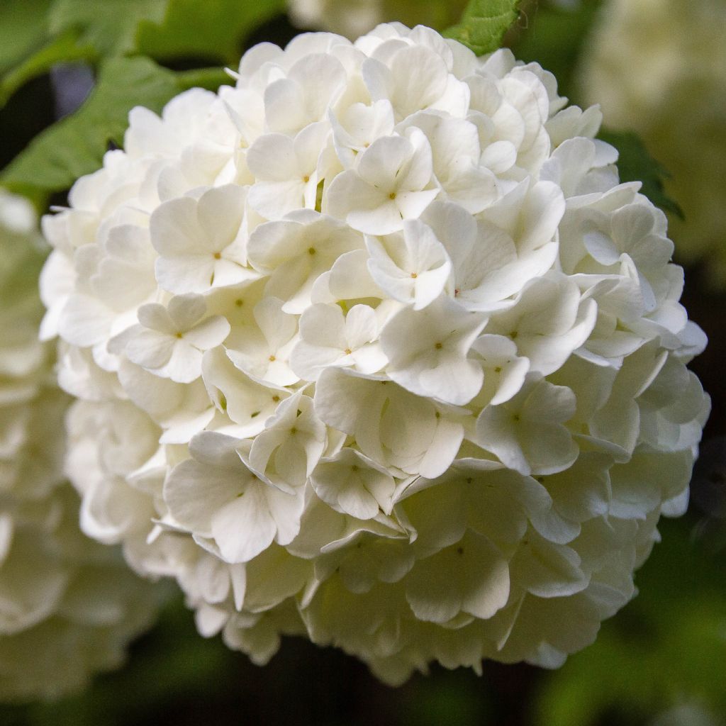 Viburnum opulus Roseum - Oppio