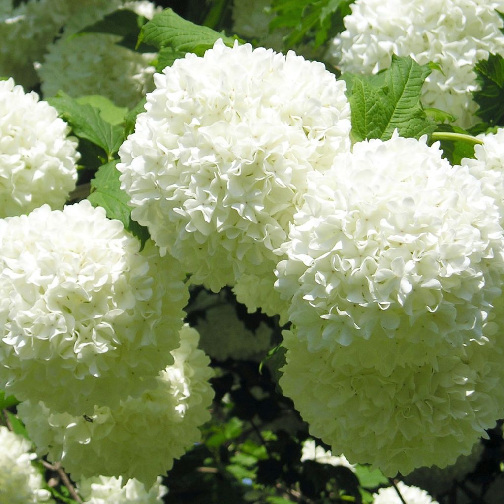 Viburnum opulus Roseum - Oppio