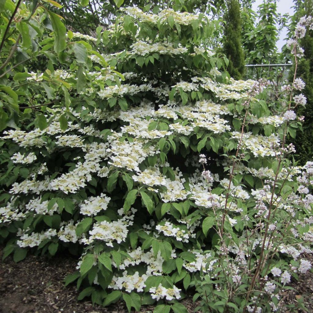 Viburnum plicatum Lanarth