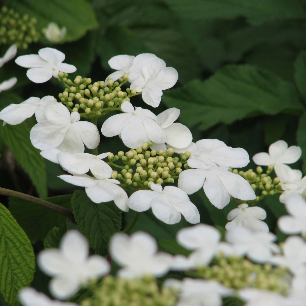 Viburnum plicatum Mariesii