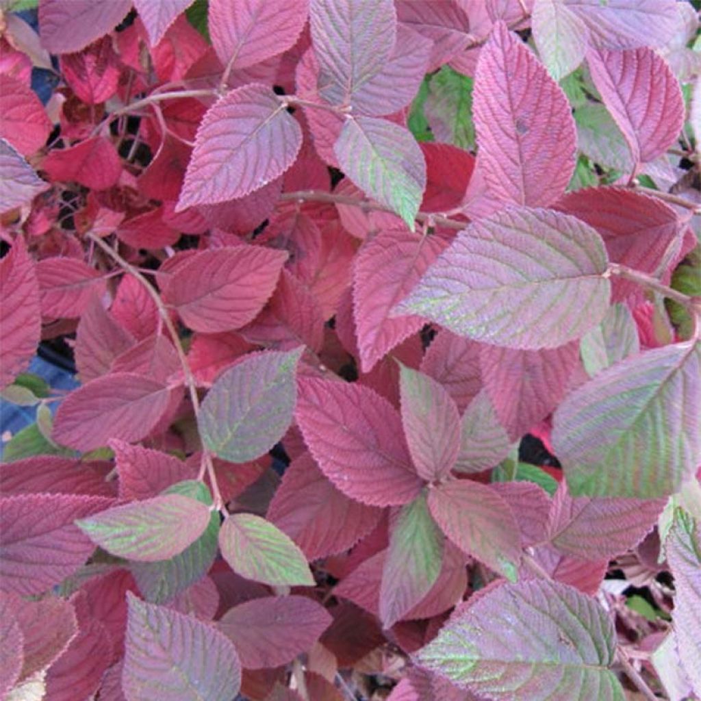 Viburnum plicatum Mariesii