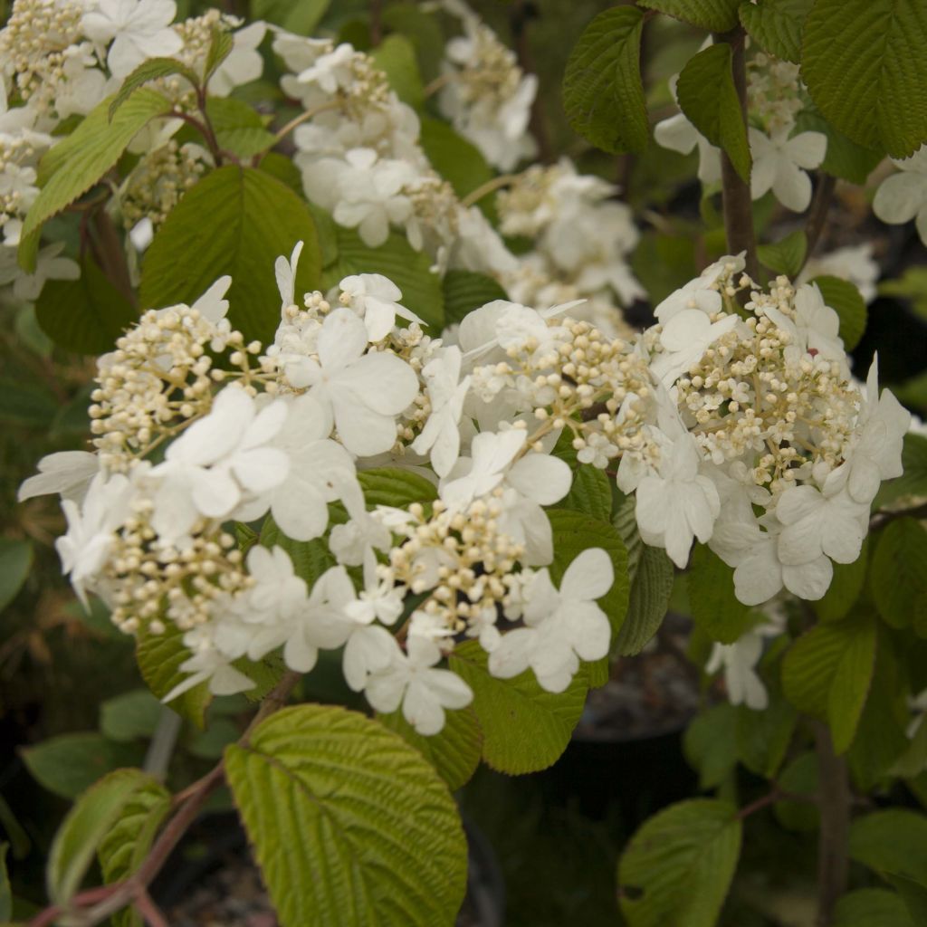 Viburnum plicatum Shasta