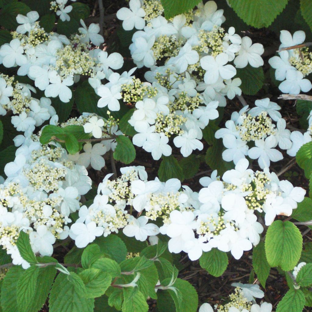 Viburnum plicatum Shasta