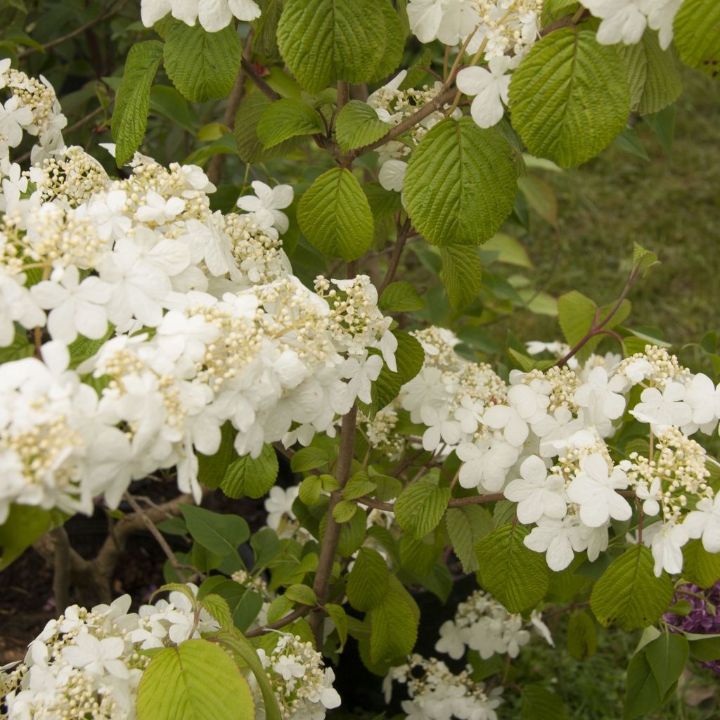 Viburnum plicatum Shasta