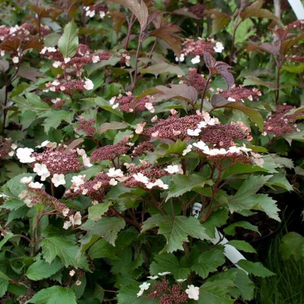 Viburnum sargentii Onondaga