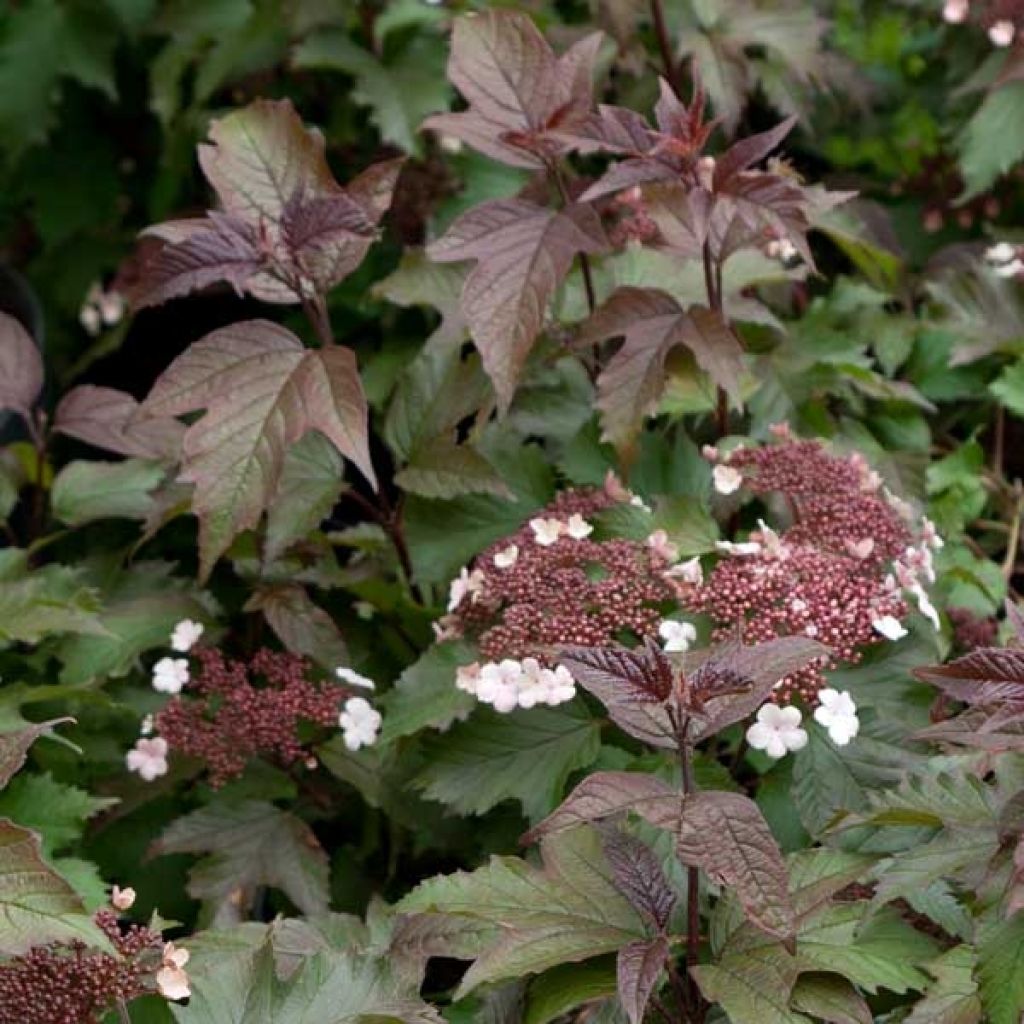 Viorne, Viburnum sargentii Onondaga en pot de 3,5L