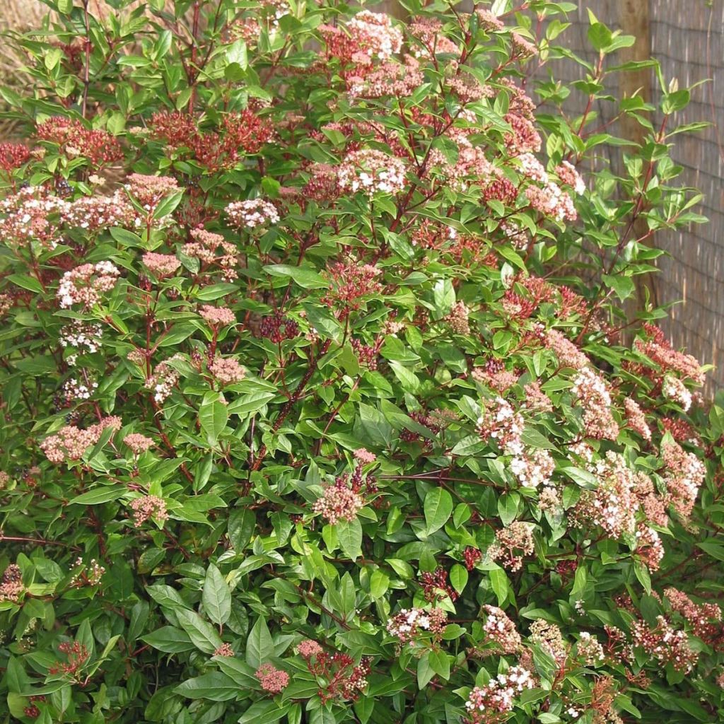 Viburnum tinus Spirit