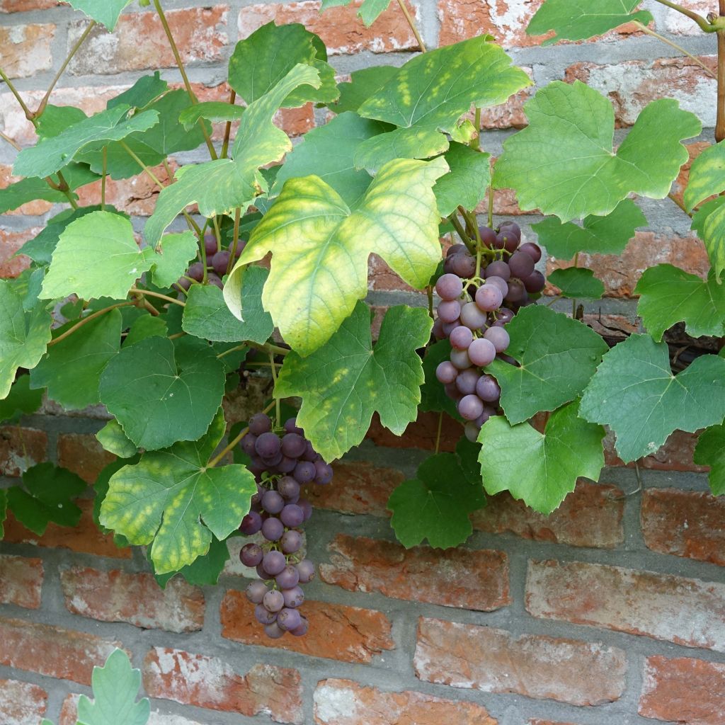 Vitis labrusca x vinifera Fragola Nera - Vite