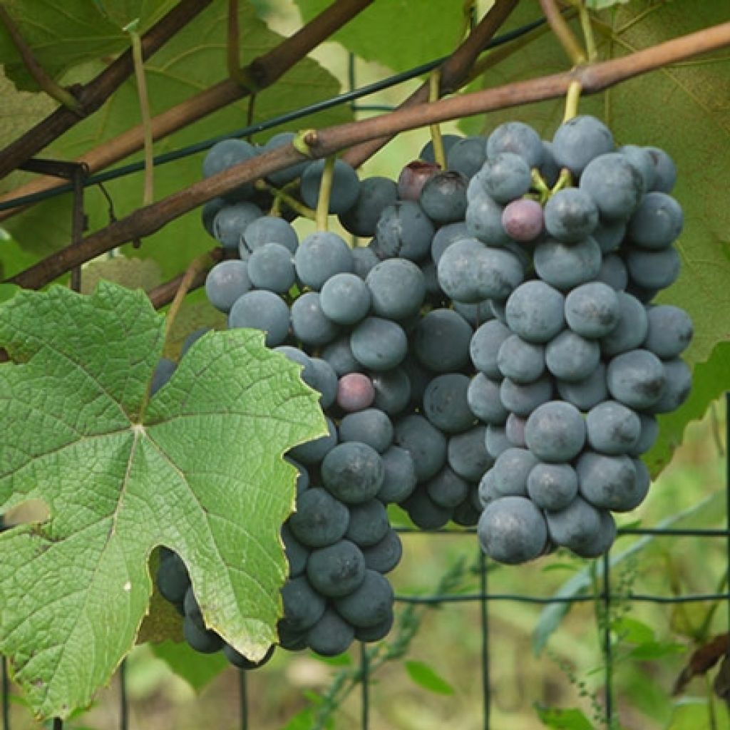 Vitis labrusca x vinifera Fragola Nera - Vite