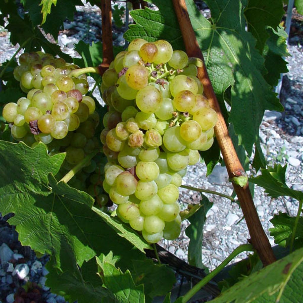 Vigne Muscat champion - Vitis champion