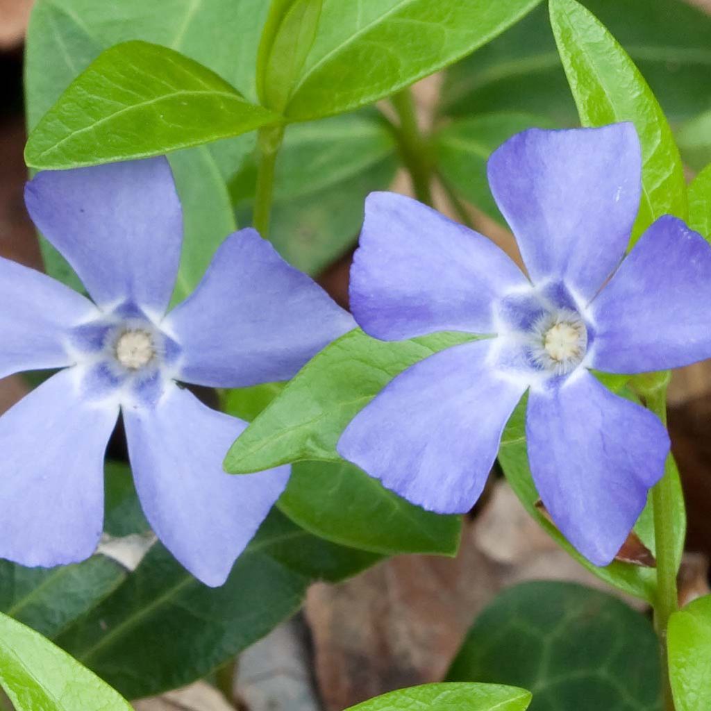 Pervenche, Vinca Minor Marie