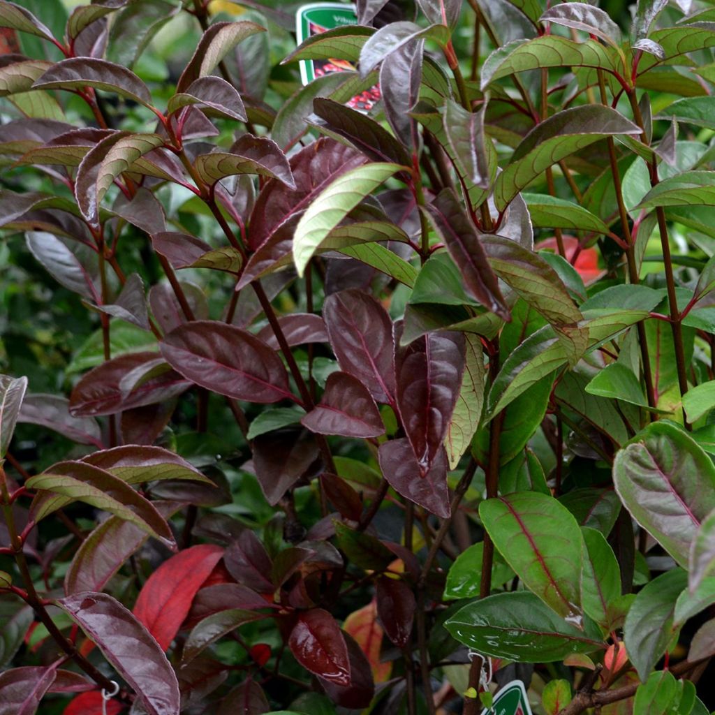 Viburnum Le Bois Marquis