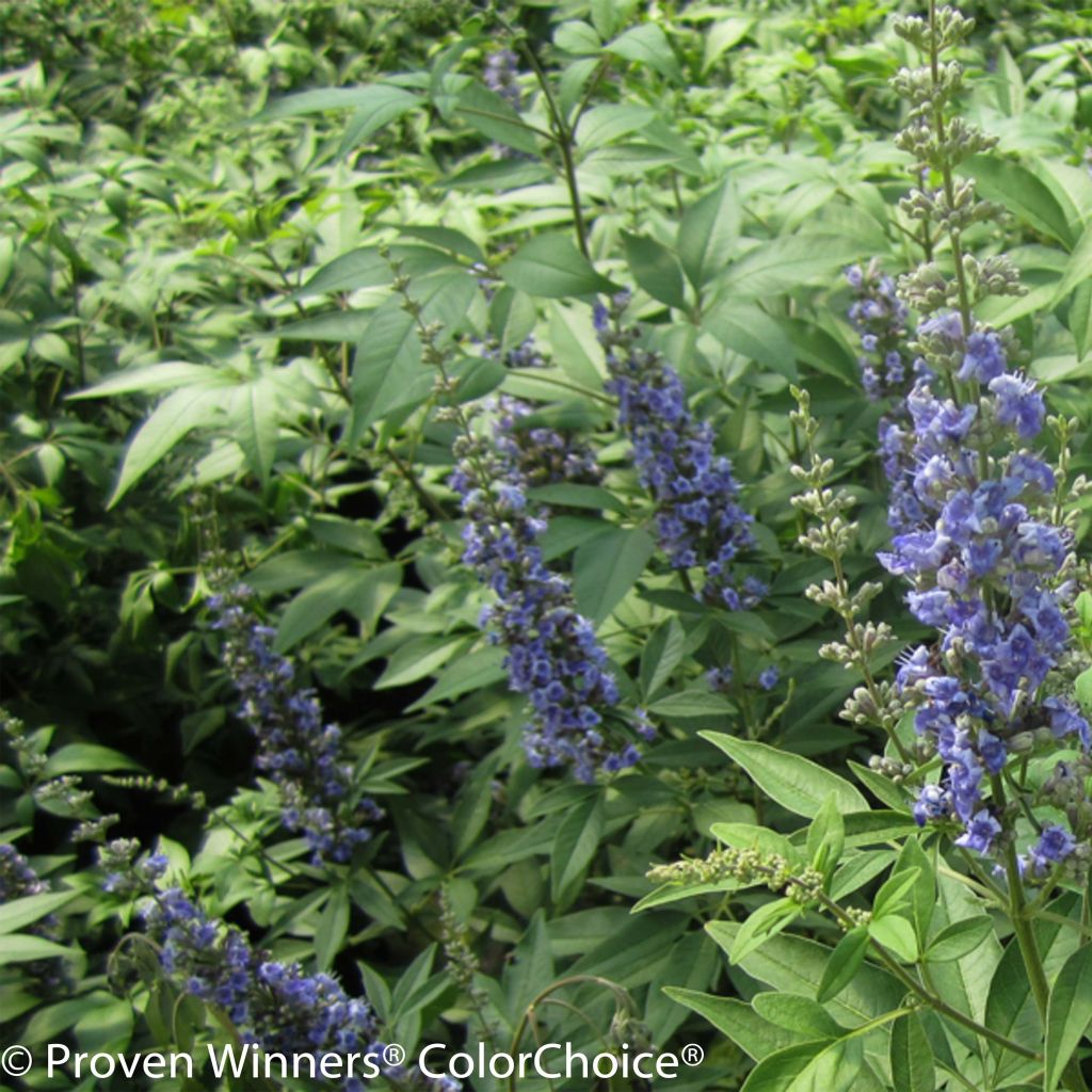 Vitex agnus-castus Blue Didley - Agnocasto